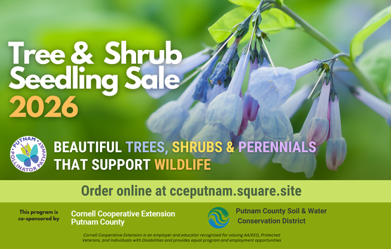 Tree and Shrub Seedling Sale