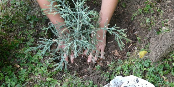 Water Wise Gardening