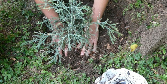 Water Wise Gardening