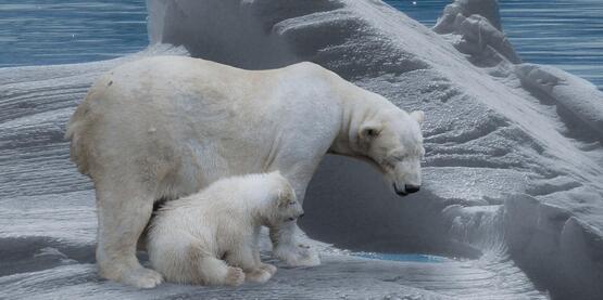 polar bear