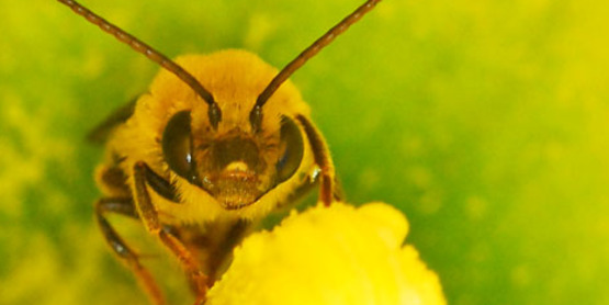 2022 Winner: Squash Bee
