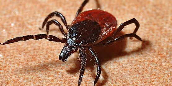 Ticks