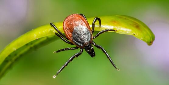 Deer tick