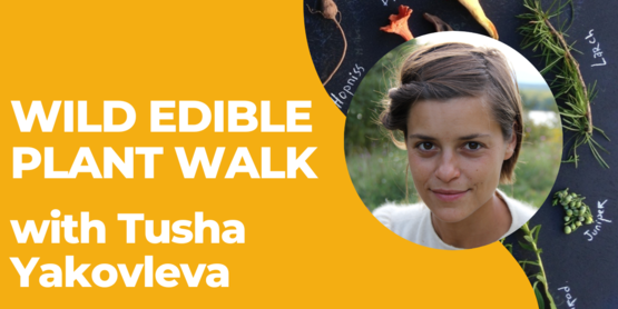 graphic for Wild edible plant walk with Tusha Yakovleva