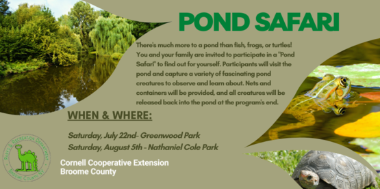 Pond Safari