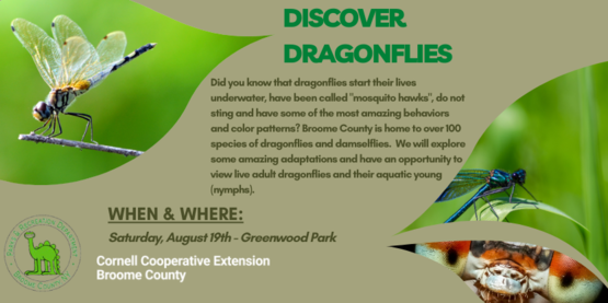 Discover Dragonflies