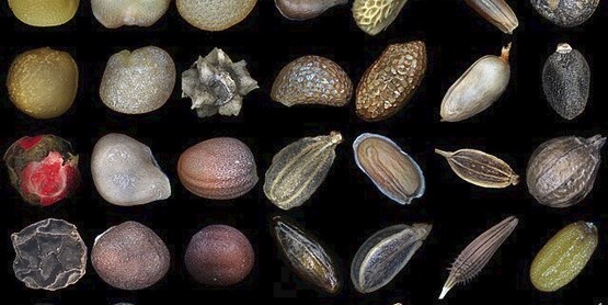 Seeds
