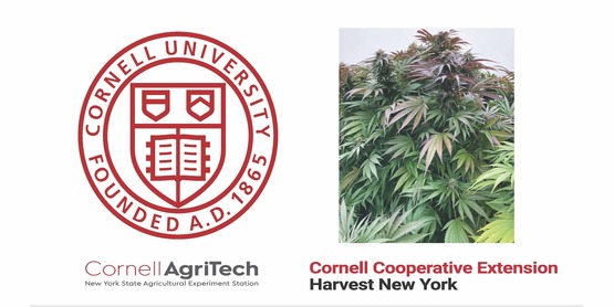 Cornell and CCE Harvest NY Hemp Field Day 2023