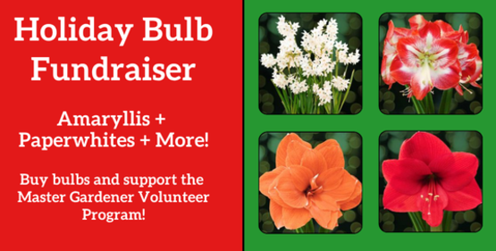 Holiday Bulb Fundraiser
Amaryllis, Paperwhites and More!
Buy bulbs and support the Master Gardener Volunteer Program!