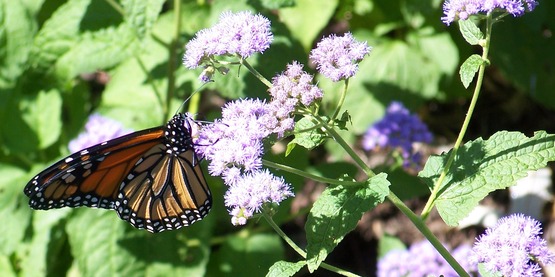 Monarch on Blue Mist Flower
