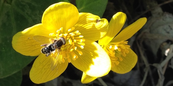 Syrphid fly on Marsh Marigold