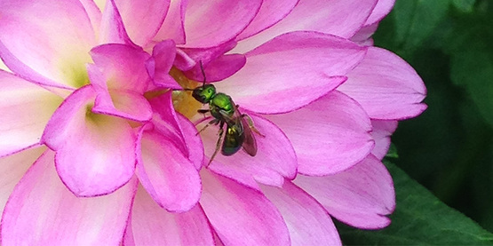 sweat bee on a bright pink dahlia