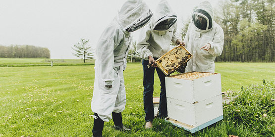 Members of the Cornell Dyce Lab wearing beekeeping gear, working with a hive in a field