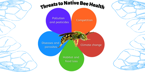Graphic of a flower with threats to native pollinators written on each petal including pollution and pesticides, diseases and parasites, habitat and food loss, climate change, and competition   