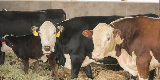 cows