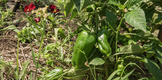 peppers