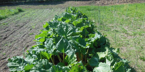 vegetable fields