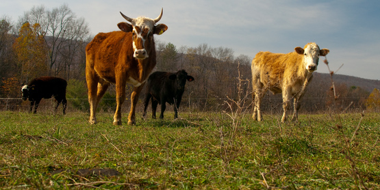 Beef cattle at Polyface Farm, Va.