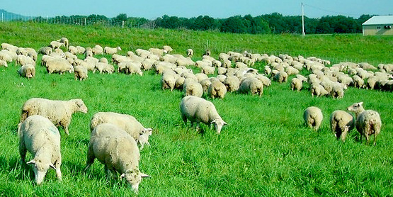 Sheep grazing, from the Cornell Sheep Program website