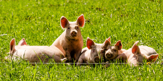 Pigs in a field