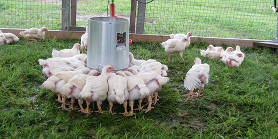 Pastured poultry at Quinn's Irish Hill Farm, Freeville NY