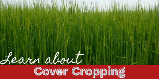 In this class taught by MaryEllen Sheehan, she'll go through why you should, or shouldn't cover crop, which crops fit your situation and how to do it from start to finish. Tarping your crops as a way to do the kill step will also be mentioned.
