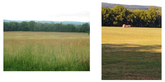 grassland birds