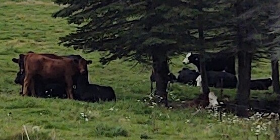 beef cattle on pasture