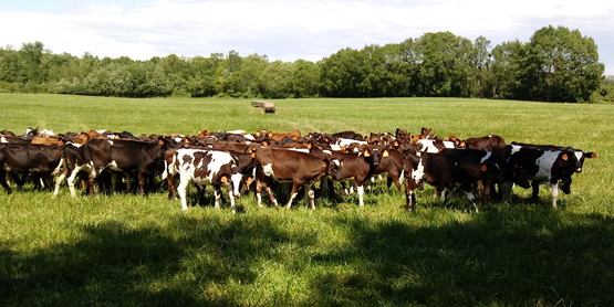 grazing dairy calves