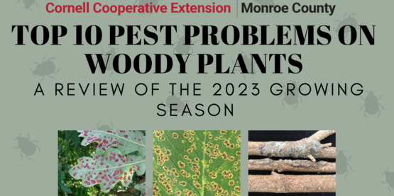 Join CCE Monroe plant, insect, and disease diagnostic clinic diagnostician, Liz Berkeley, who will review the most common pest problems of 2023 