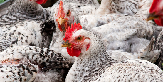 Broiler chickens at Nick's Organic Farm in Adamstown, MD (USDA).