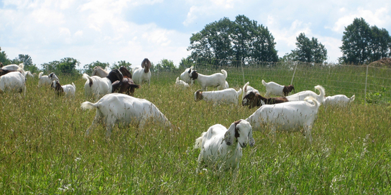 Meat Goats, Trumansburg NY