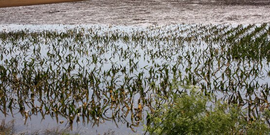 Quincy, IL, June 20, 2008 -- Fields of corn are flooded and crops may be ruined for the year by the flooding waters of the Mississippi River in southern Illinois. 