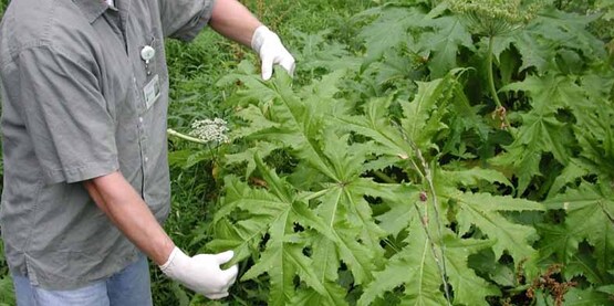 Foliage of giant hogweed (Heracleum mantegazzianum)