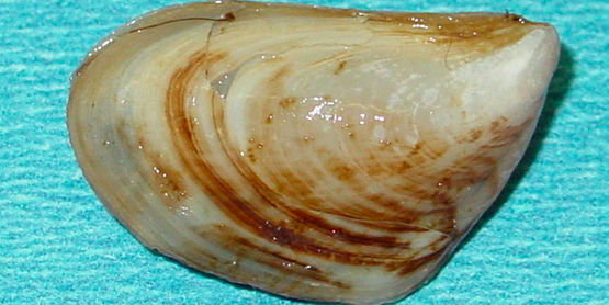 quagga mussel 
Dreissena bugensis