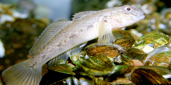 round goby 
Neogobius melanostomus