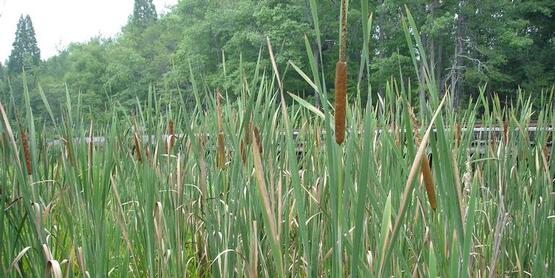 Cattail plants