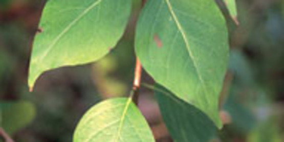 Exotic Bush Honeysuckles foliage