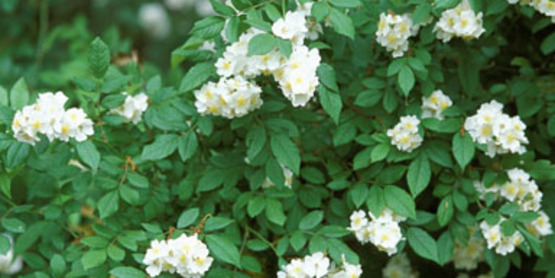 Multiflora Rose flower