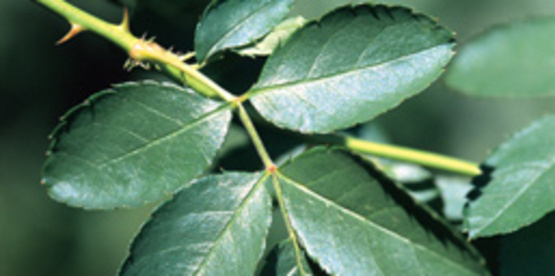 Multiflora Rose foliage