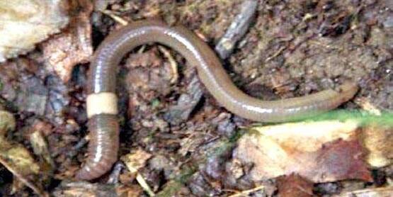 The clitellum or collar of the jumping worm goes all the way around the body and is smooth. The worms are very active and have a sheen to them.  When disturbed, the jumping worm (amyhthas agretis) will actively trash and flip, slither snake-like, and may shed their tails.  