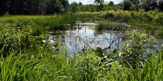 pond and vegetation