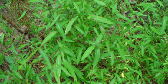 Japanese Stiltgrass plant