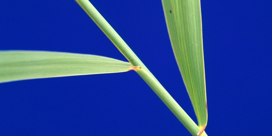 Common Reed stem and leaves
