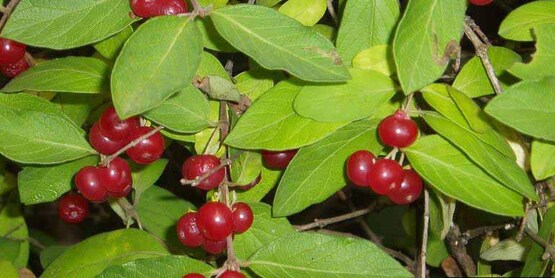 Bush Honeysuckle fruit