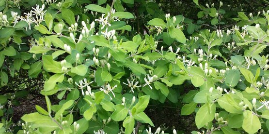 invasive honeysuckle photographed by a homeowner in Tompkins County, NY.