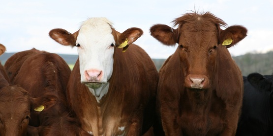 beef cattle