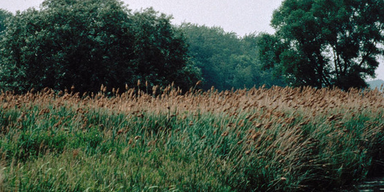 Common Reed infestation