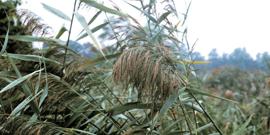 Common Reed seed head