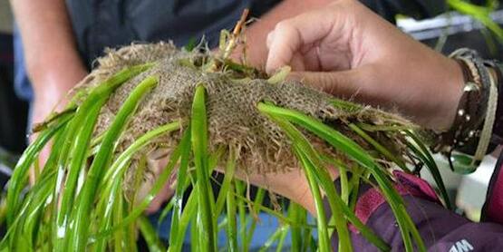 eelgrass tortilla